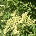 Elsas Kalasmat och dryck - Fläderblomschampagne