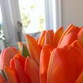 Veckans planering