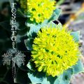 Superfoods: Rosenrot (Rhodiola)