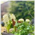 Hyacinter, ranunklar och en knoppig,[...]
