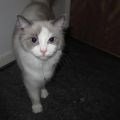 Hos Kattfamiljen
