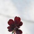 Chokladblomman