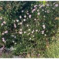 Blommar för fullt i långa perennarabatten