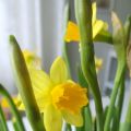 Påsk Blommor