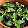 Stevia, blomkål och kycklingfilé