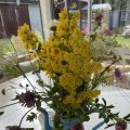 Promenad och blomsterplock