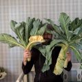 Den misslyckade blomkålen blev en fantastisk[...]