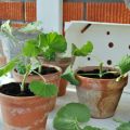 Planteringsbord & Pelargonsticklingar