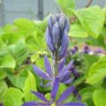 Camassia Quamash