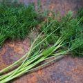 Odla egna kryddor - dill