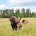 Bison, fiske, bad och semester