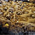 Pollykladdkaka