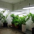 Konsten att odla chili, nu tar vi ner plantorna[...]