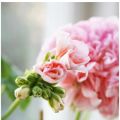 FAVORITBLOMMA.