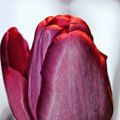 Fototriss - B som i ...