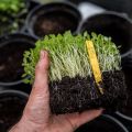 Omplantering - bredsådd