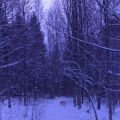 Vinter morgon