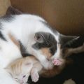 Kattunge