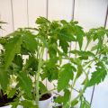Plantor