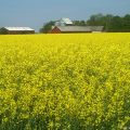 Torskryggfile i senapsås