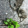 Fototriss - From where I stand