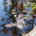 mindfulness och boktips