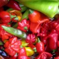 Harvest Monday - chiliskörd
