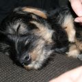 Julen 2010