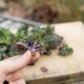 Kålblandning med flower sprouts och gott rött[...]