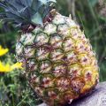 Färsk ananas - och lite matnyttigt!