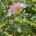 Glad midsommar!