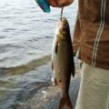 Bad, fisk och lek