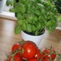 Pestobiffar i tomatsås