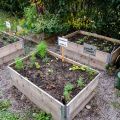 Höstplantering i tillsammansodlingen