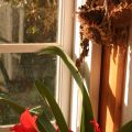 Amaryllis