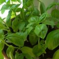 Pesto