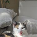 Ett sånt kattliv