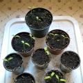 Min lilla odling - so far!