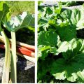 Rhubarb