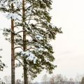 Svensk vinter är fint, men...