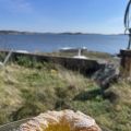 En liten humla på besök