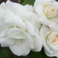 Poolbad och krämkaka med knorr