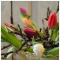 Vardagsglädje med tulpanarrangemang med grånade[...]