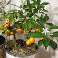 Apelsinplanta i december