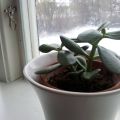Det är blommorna som gör det