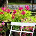 Fototriss - Rosa