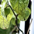 Physalis