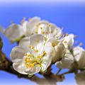 Fototriss - Blommor