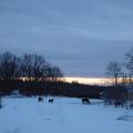 Lugn morgonpromenad