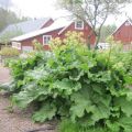 Rapport från köksträdgården